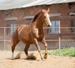 Foto op Plexiglas Horse running in the paddock on the sand in summer  © Svetlana