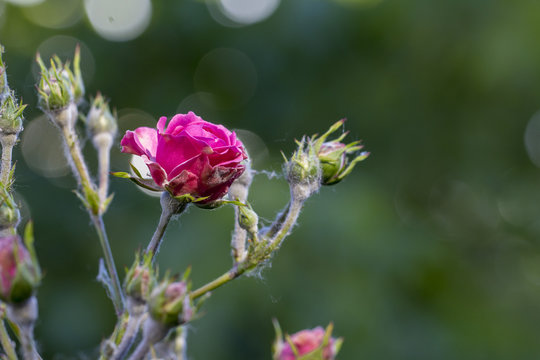 powdery mildew on roses shoot, macro close-up