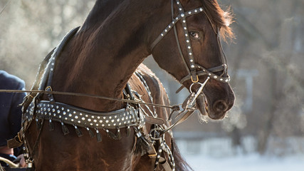 Portrait of a horse close-up in a traditional harness. Detail of Russian Troika horse carriage