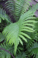 garden fern