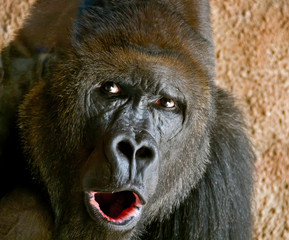 Portrait of a close-up of male gorilla in the zoo, the most dangerous and biggest monkey . Look of...