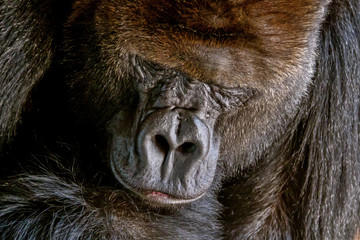 Portrait of a close-up of male gorilla in the zoo, the most dangerous and biggest monkey . Look of a great ape. Close Up portrait .