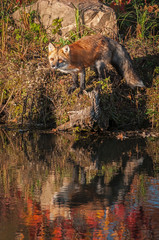 Red Fox (Vulpes vulpes) Looks Out From Shoreline