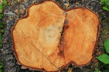 cut trunk in autumn