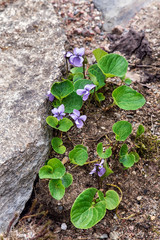 Wild violet grows in a forest near a large stone