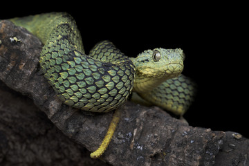 Venomous Bush Viper Snake (Atheris squamigera) with yellow (juvenile) tail