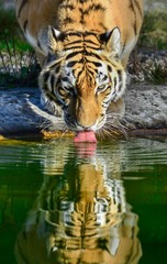 Fototapeta na wymiar Tiger mit Spiegelbild