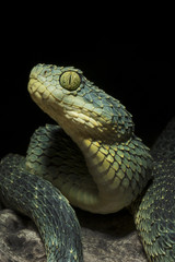 Fototapeta premium Venomous Bush Viper Snake (Atheris squamigera) with head raised