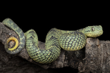 Venomous Bush Viper Snake (Atheris squamigera) with yellow (juvenile) tail
