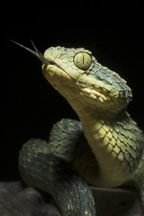 Venomous Bush Viper Snake (Atheris squamigera) displaying forked tongue