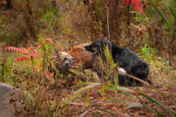 Red Fox (Vulpes vulpes) and Silver Fox Tussle