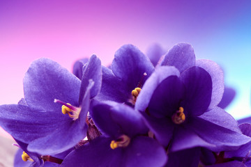 Beautiful spring background with violets flower. Macro shot. Wallpaper.