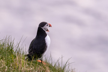 Portrait of a Puffin