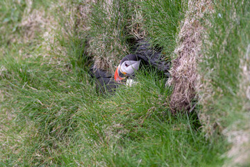 A puffin pokes its head out of its nest