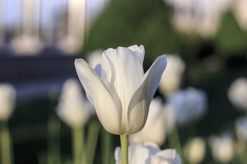 White Tulips