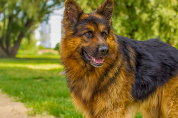 brown sheepdog portrait in park outdoor environment 