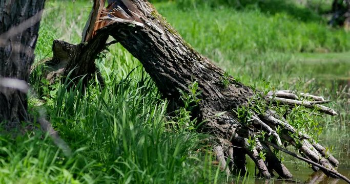 Beautiful, old trees on the meadow on sunny day.