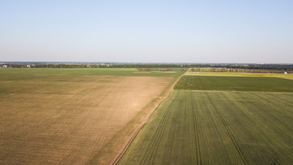 Aerial view of cultivated crop.