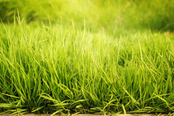 Soft focus background green grass.