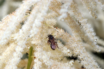 Wild bees are all bee species of the superfamily Apoidea with the exception of honeybees and not about wild prototypes or wild strains of the honeybee


