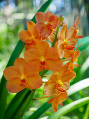 Orange Vanda Orchid