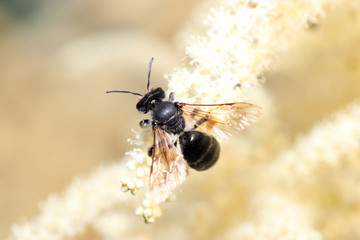 Wild bees are all bee species of the superfamily Apoidea with the exception of honeybees and not...