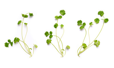Coriander garden, cooking herb Isolated against a white background.
