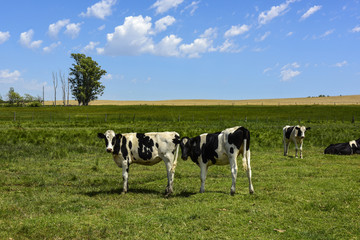 Steers fed on pasture, La Pampa, Argentina