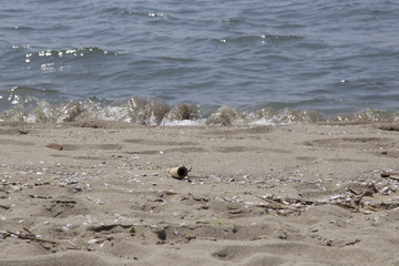 Sandy beach by the sea with alluvial debris and driftwood near the coastal town of Viareggio