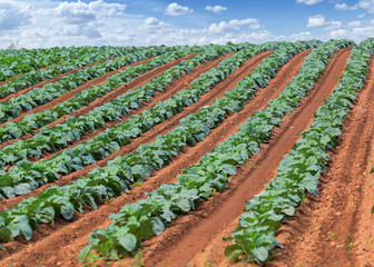 Fototapeta na wymiar Cabbage plants in rows in a farm field.