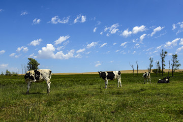 Steers fed on pasture, La Pampa, Argentina