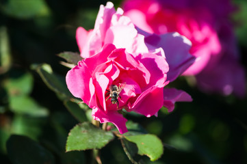 A bee inside the pink rose in the sunny weather in spring