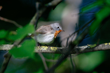 Red-breasted Flycatcher (Ficedula parva).