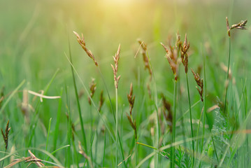 green grass during the fog