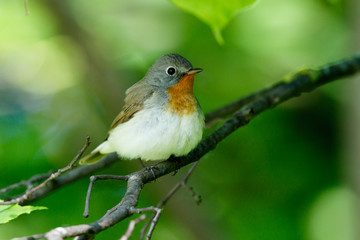 Red-breasted Flycatcher (Ficedula parva).