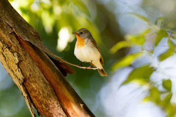 Red-breasted Flycatcher (Ficedula parva).