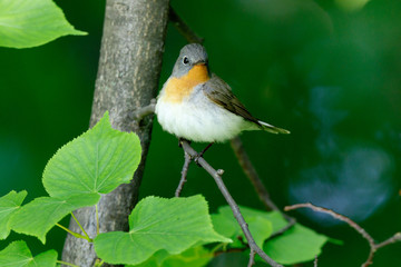 Red-breasted Flycatcher (Ficedula parva).
