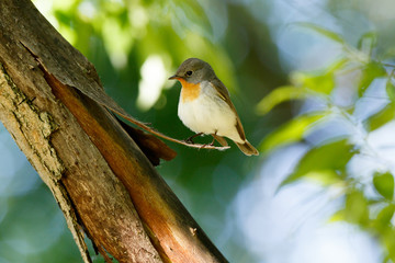 Red-breasted Flycatcher (Ficedula parva).