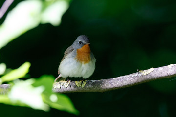 Red-breasted Flycatcher (Ficedula parva).