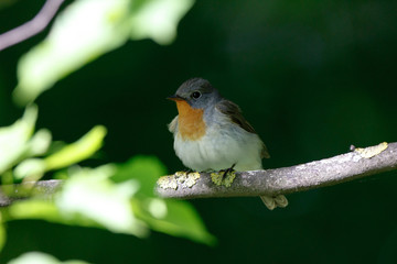 Red-breasted Flycatcher (Ficedula parva).