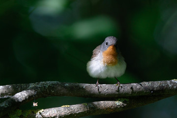 Red-breasted Flycatcher (Ficedula parva).