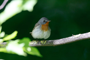 Red-breasted Flycatcher (Ficedula parva).
