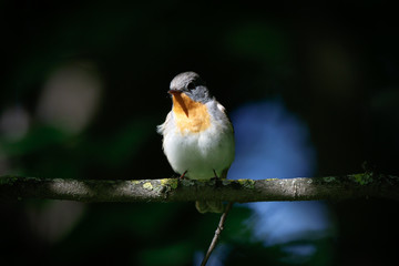 Red-breasted Flycatcher (Ficedula parva).