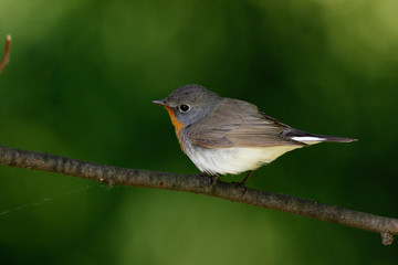 Red-breasted Flycatcher (Ficedula parva).