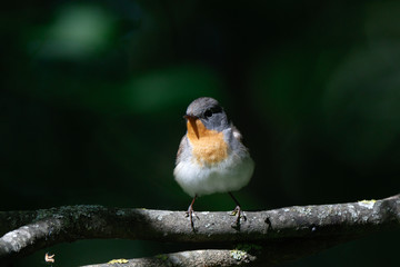 Red-breasted Flycatcher (Ficedula parva).