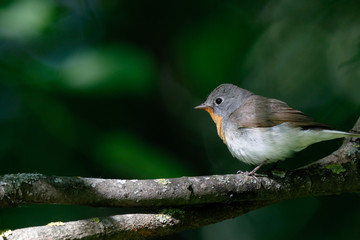 Red-breasted Flycatcher (Ficedula parva).