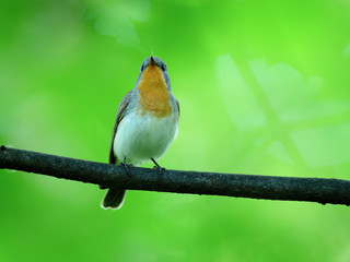 Red-breasted Flycatcher (Ficedula parva).