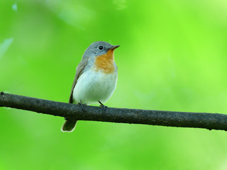 Red-breasted Flycatcher (Ficedula parva).