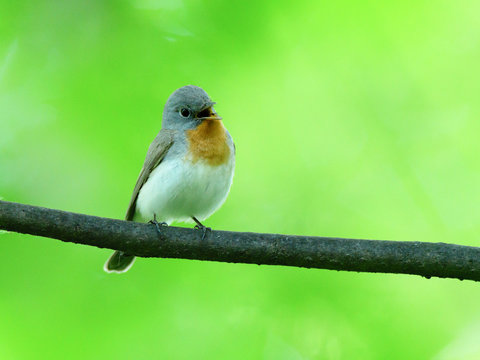 Red-breasted Flycatcher (Ficedula parva).