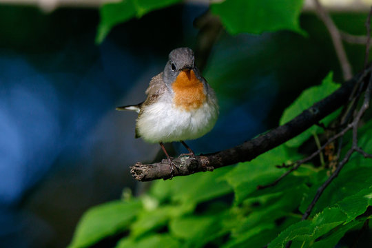 Red-breasted Flycatcher (Ficedula parva).